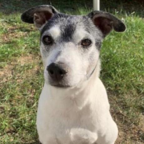 chrizzo's Repository's Icon