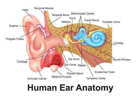 Ear Anatomy