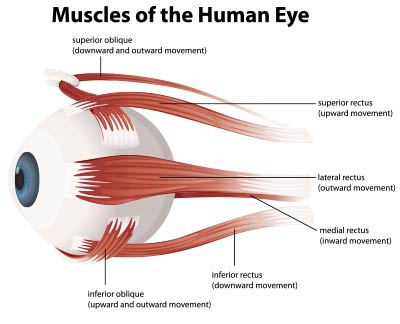 eye muscles illustration