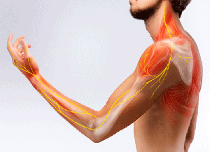 nerves and muscles
