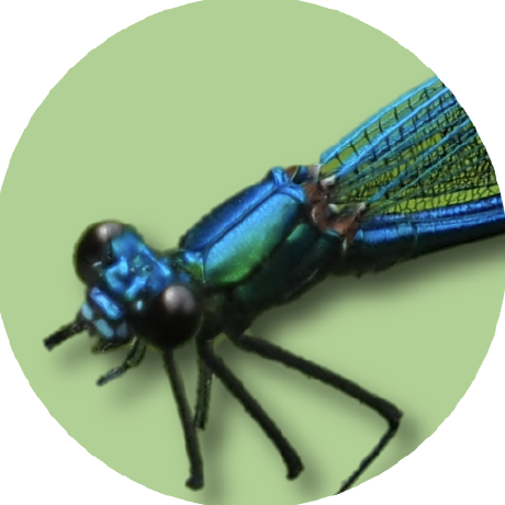 damselfly's Icon