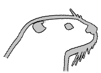 An-Otter-Wiki's Icon